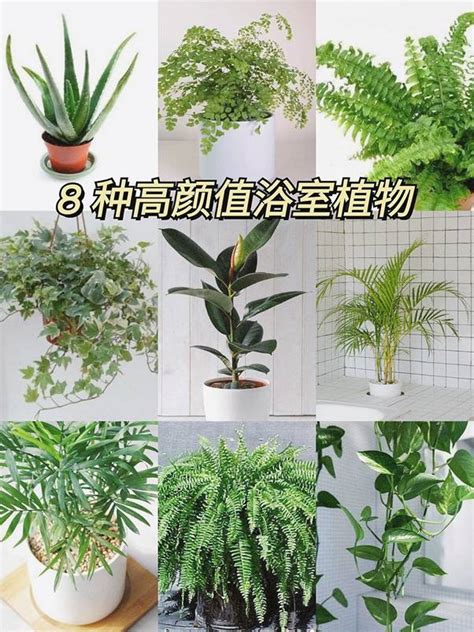 耐潮濕植物|耐陰又好養的九種大型室內植栽推薦，沒有陽光也能享。